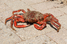 Alive Spider Crab On Pavement After Fishing In Brittany