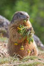 Alpine Marmot Eating Dandelions