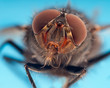 © NaturePL - Close up of flesh fly