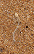 fish skeleton and dry flower in the sand