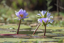 Close Up View Of Water Lily In Lake