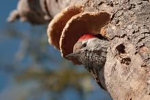 Red Bellied Woodpecker Peeping Through The Tree Hole