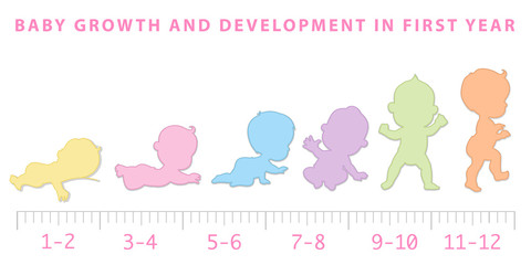 Wall Mural - baby growth from newborn to toddler scale.