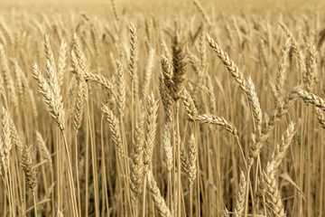 ears of wheat are ripe and ready for harvest