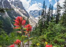Close Up Of Indian Paint Brush Against Snowy Mountains