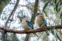 Blue Winged Kookaburra Pair On Tree Brach At Zoo, Australia