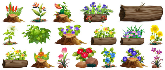 Sticker - Large set of colorful flowers on rocks and wood