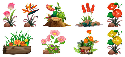 Large set of colorful flowers on rocks and wood