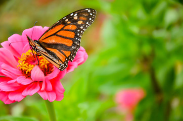 Wall Mural - Butterfly on the hibiscus flower to see the nectar from pollen. Fresh vegetables and flowers from Zanders Farm for sale in America