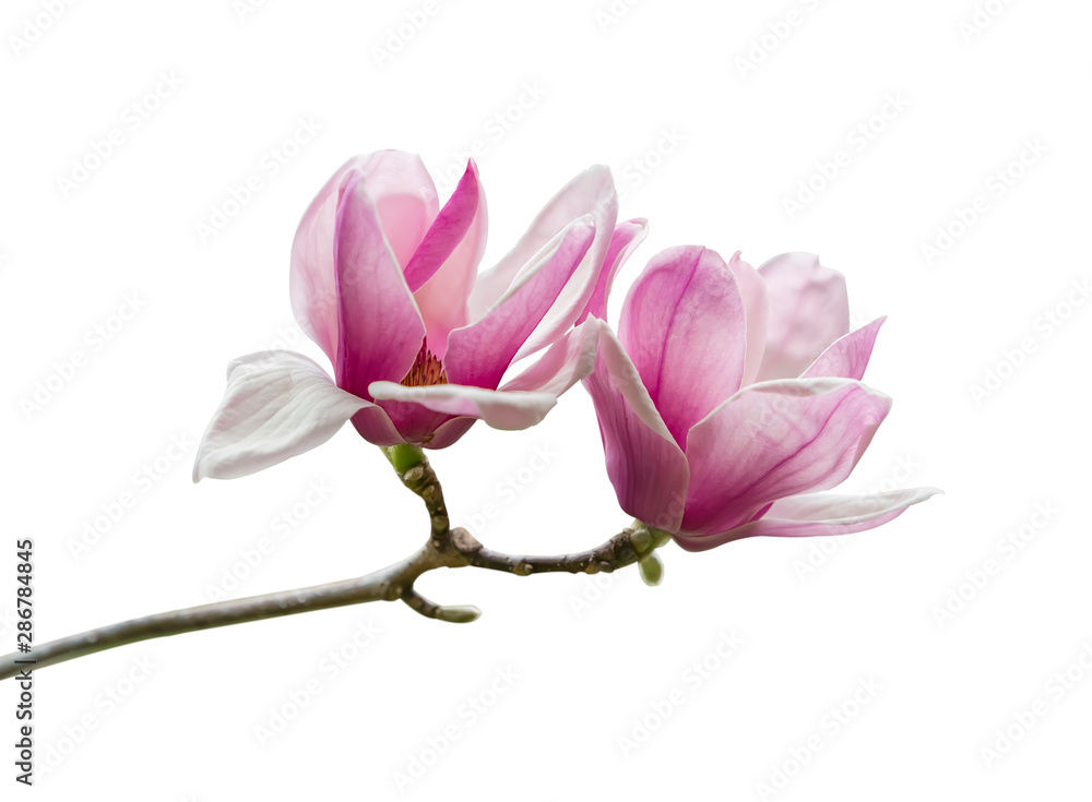 Pink magnolia flowers isolated on white background - obrazy, fototapety, plakaty 