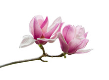 Pink Magnolia Flowers Isolated On White Background