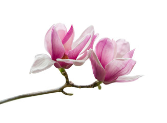 Pink magnolia flowers isolated on white background