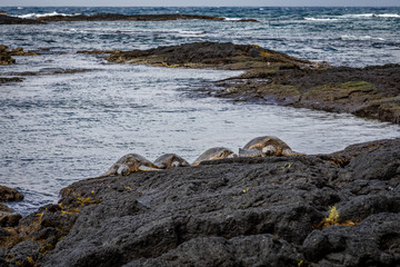 Wall Mural - Four giant sea turtles sun themselves on dark rocks with rough ocean waves in the background near Richardson Ocean Park in Hawaii