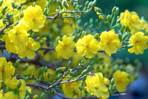 Apricot Flowers Blooming In Lunar New Year With Yellow Blooming Fragrant Petals Signaling Spring Has Come This Is The Symbolic Flower For Good Luck Buy This Stock Photo And Explore Similar