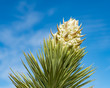 USA, Nevada, Clark County, Gold Butte National Monument. A cluster of large cream colored flowers at the end of the spikey branches of a Joshua Tree (Yucca brevifolia var. jaegeriana)