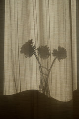 Wall Mural - Abstraction, background silhouettes of flowers in a vase. Shadow of objects through the curtains on the window.