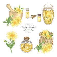 Arnica Montana Plant. Flowers Of Arnica, Wooden Mortar, Textile Bag And Glass Bottles. Medical Hebs Collection. Vector Illustration Botanical.