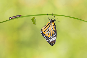 Wall Mural - Transformation of common tiger butterfly ( Danaus genutia ) from caterpillar and pupa