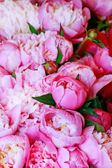 Canvas Print - Beautiful pink peonies, huge bouquet of flowers.