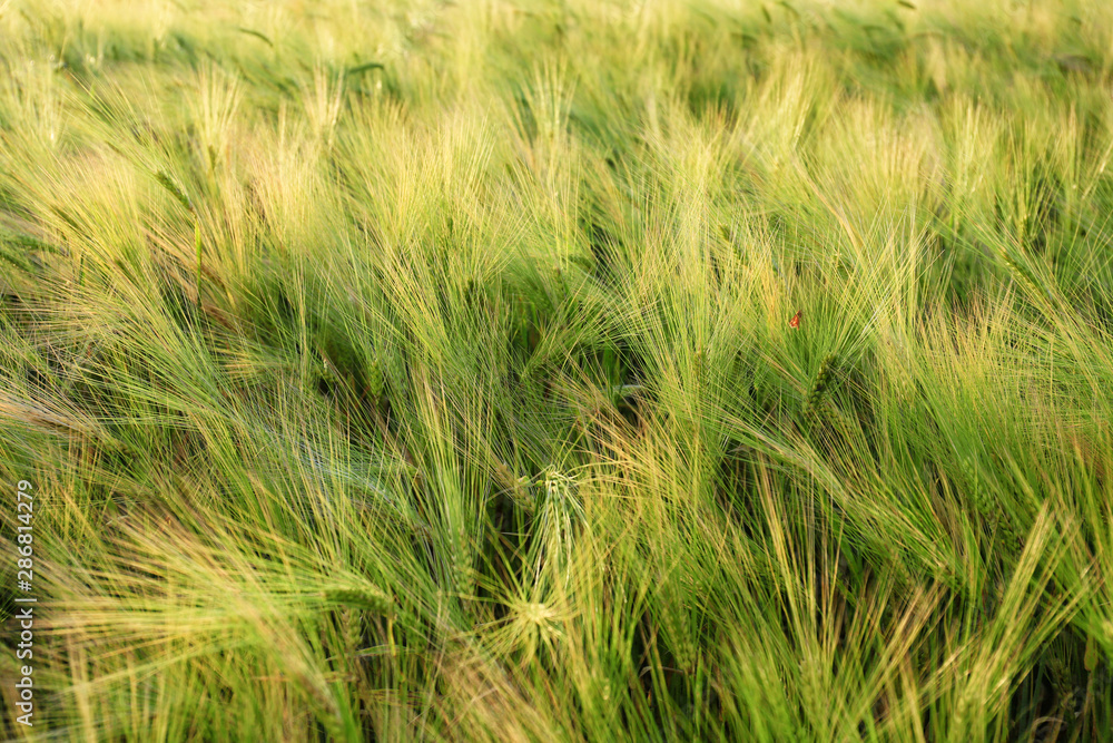 Spikelets on rye field on summer day