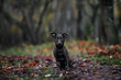 black mixed breed dog outdoors in autumn