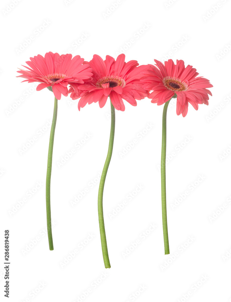 Beautiful gerbera flowers on white background