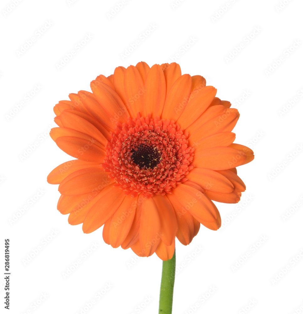 Beautiful gerbera flower on white background