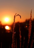 Fototapeta Storczyk - Zachód słońca