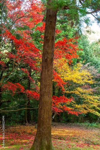 まっすぐな樹の幹と赤い紅葉 Buy This Stock Photo And Explore Similar Images At Adobe Stock Adobe Stock