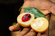 Fresh, open nutmeg fruit