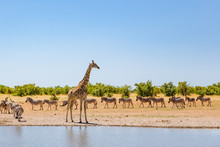 One Giraffe And Group Of Zebras Standing At Water In Savanna