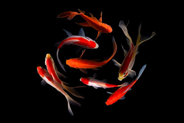 Wall Mural - Nine of the best koi fish Black background