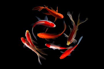 Canvas Print - Nine of the best koi fish Black background