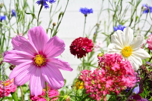 Wunderschöne Sommer Blumen Wiese - Grußkarte Sommerblumen
