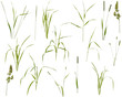 Stalks, leaves and inflorescences of various meadow grass at various angles on white background