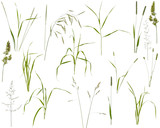 Fototapeta Sypialnia - Many stalks, leaves and inflorescences of various meadow grass at various angles on white background