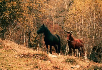 Wall Mural - Horses