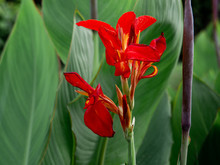 Indian Shot Or African Arrowroot, Sierra Leone Arrowroot,canna, Cannaceae, Canna Lily, Flowers At The Park, Nature Background