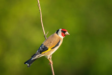 European Goldfinch Bird, (Carduelis Carduelis), Perched Eating Seeds During Springtime Season