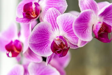 Wall Mural - Orchid on the windowsill on the balcony