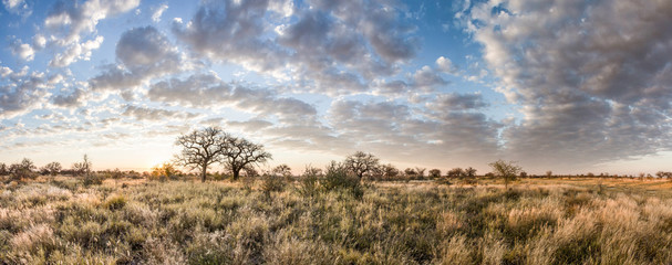 kalahari landscape at dawn