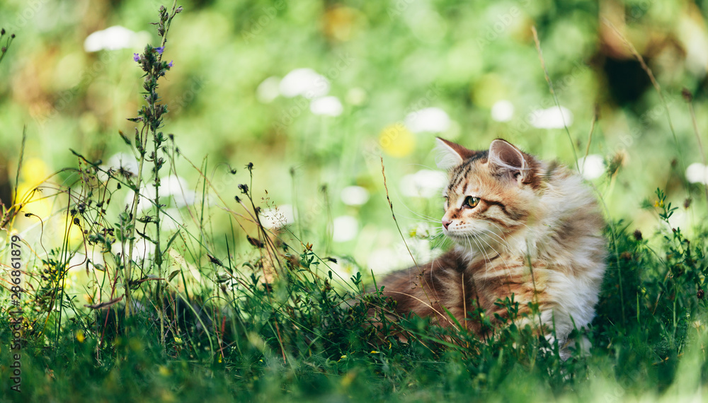 A kitten - Siberian cat hunting in grass - obrazy, fototapety, plakaty 