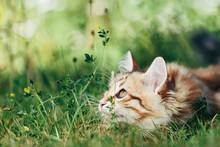 A Kitten - Siberian Cat Hunting In Grass