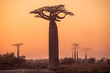 Leinwandbild Motiv African landscape with a big baobab tree