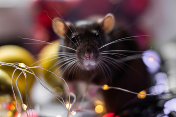 grey rat (symbol of new year 2020) in Christmas decorations