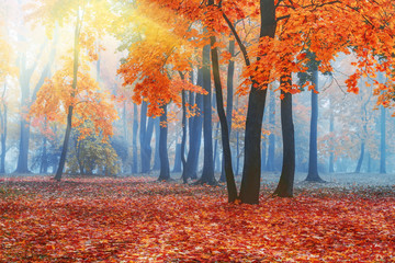 Wall Mural - Beautiful autumn forest. Red maple trees in blue fog. Trees in the rays of light