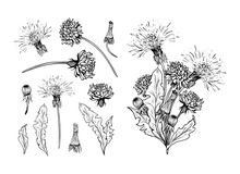Flowering Dandelion Freehand Vector Illustrations Set. Spring Honey Plant, Hand Drawn Wildflower Twigs. Summer Flower, Taraxacum Leaves, Buds Monochrome Engraving. Postcard, Poster Design Element