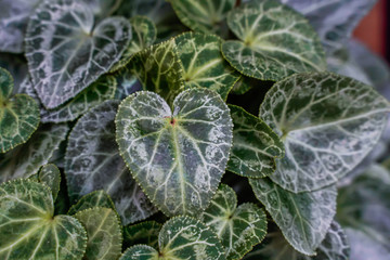 Canvas Print - Green leaf background background, natural background and wallpaper in the flower dome Singapore.