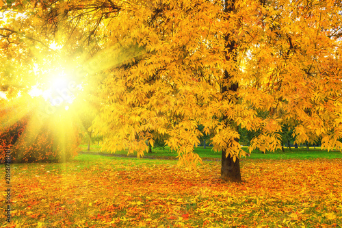 Foto-Lamellenvorhang - Beautiful autumn tree in the sunlight. Golden autumn (von Peter)