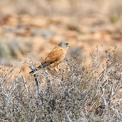 Poster - Rock Kestrel